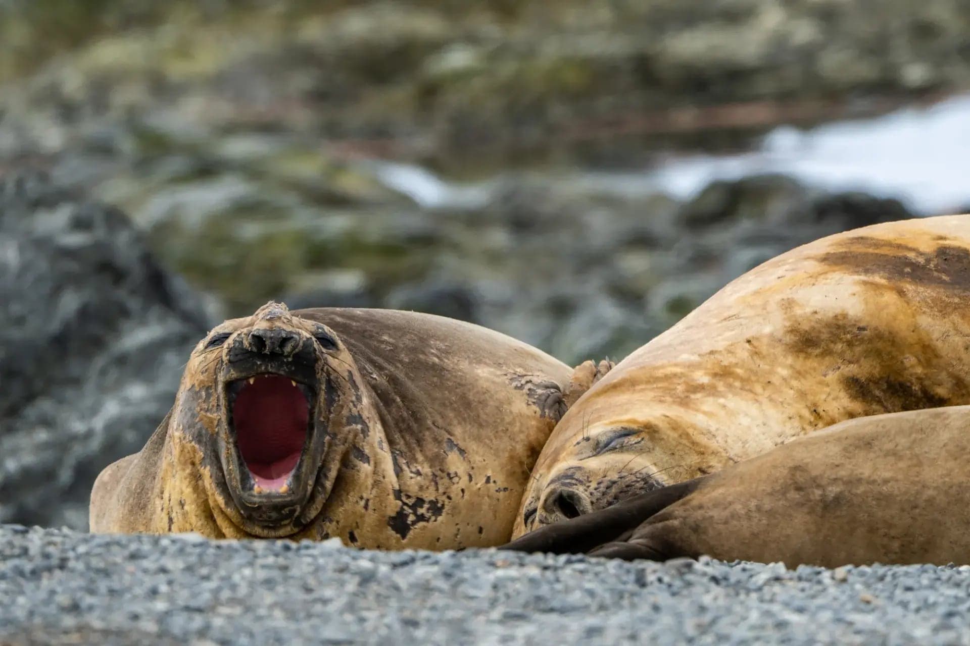 Elephant seals hauled out at Tay Head