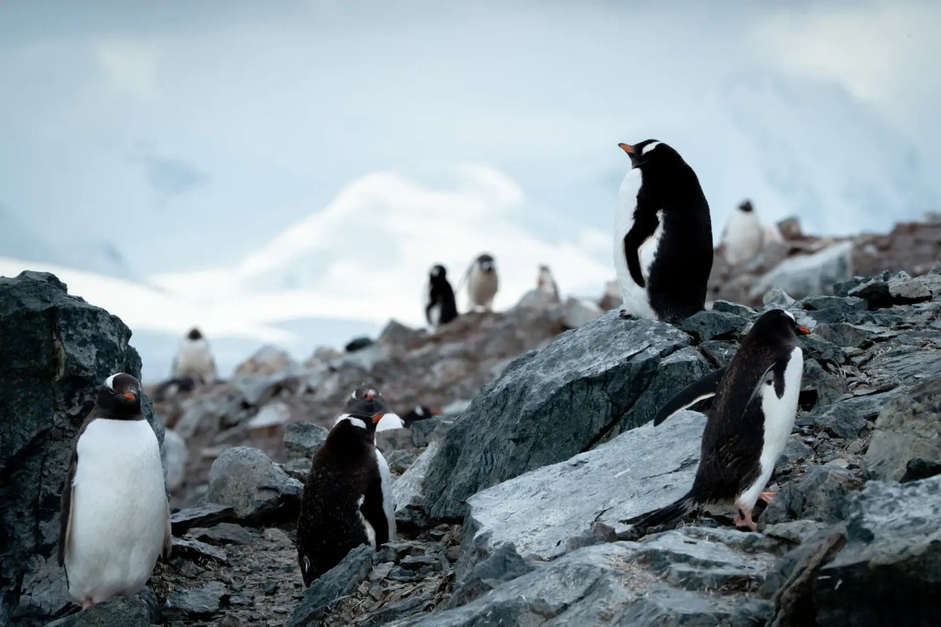 Gentoo penguins on the rocks above the landing beach